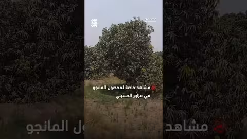 حصاد المانجو في مزارع الحسيني بلحج: مشاهد خاصة