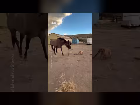 جرو صغير يقود حصاناً ضخماً يفوقه حجماً بأضعاف