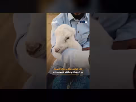 شاب تهامي وخروف علاقة طريفة