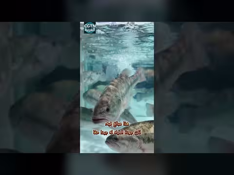 لماذا يلقب قسم الأسماك في سوبرماركت بانغ دونغ لاي بحوض أسماك