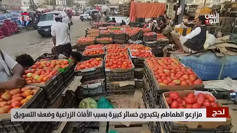 مزارعو الطماطم في لحج يتكبدون خسائر كبيرة