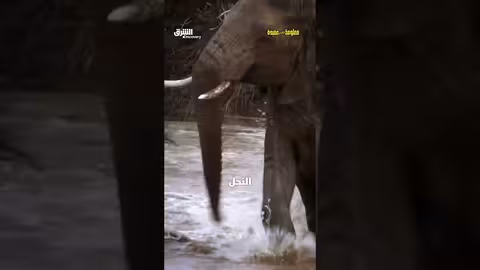 ماذا يحدث للفيل عند لسعه؟