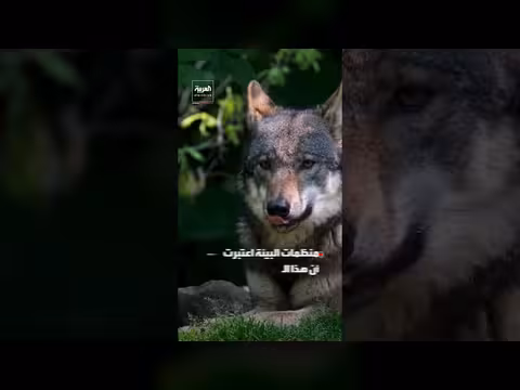 إدارة ترمب ترفع الحماية عن الذئاب المهددة بالانقراض