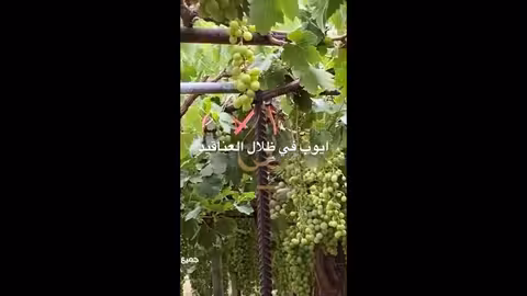 ايوب في ظلال العناقيد