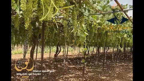 ايوب طارش غردين يا طيور - برومو