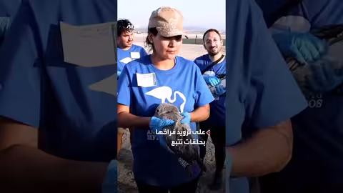استعادة تكاثر الفلامنغو في إحدى أكبر مستعمرات أوروبا