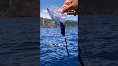 يلتهم مئة سمكة يومياً