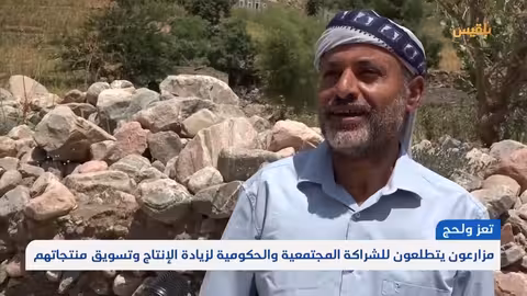 تعز ولحج: موسم حصاد وفير للحبوب رغم تحديات الدعم