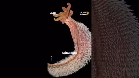 دودة البومبي