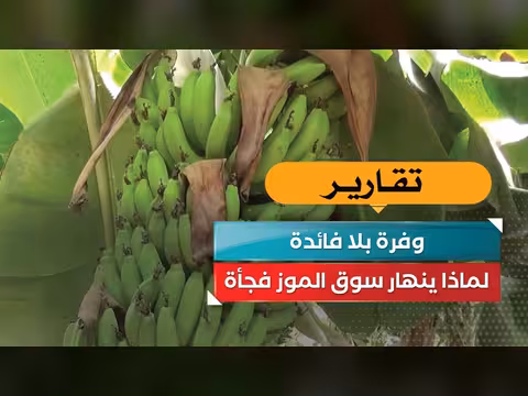 وفرة بلا فائدة! سبب انهيار سوق الموز