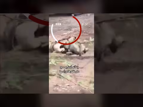 نجاة رجل من هجوم لبؤة في الهند