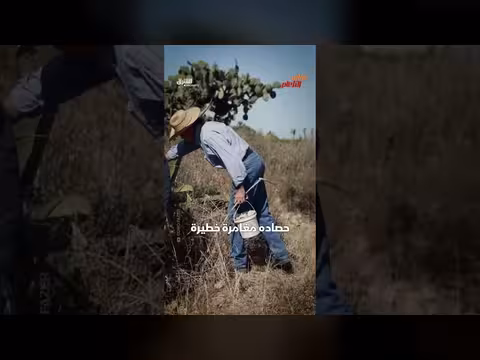 هل يمكن أن يكون بيض النمل بديلاً غذائياً للمستقبل بسعر مرتفع