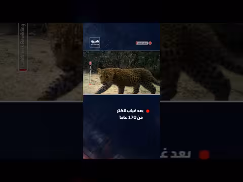 عودة الفهد الأفريقي إلى الساحل الغربي لجنوب أفريقيا بعد غياب 170 عاماً