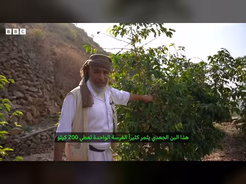 تجارة البُن اليمنية.. هل تصمد أمام الحرب؟