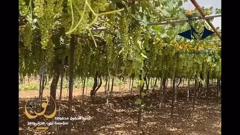 ايوب روضة الحاتمي