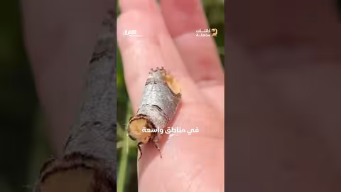 أكثرِ الحشرات تمويهاً في الطبيعة