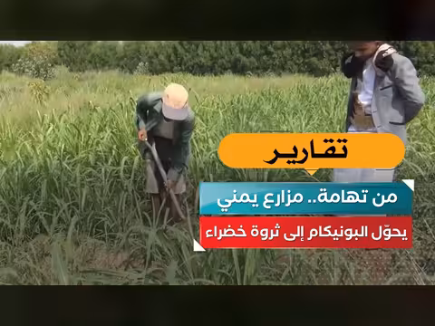 مزارع يمني من تهامة يحوّل البونيكام إلى ثروة خضراء
