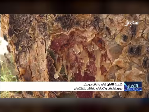 شجرة اللبان في وادي دوعن مورد زراعي يفتقد للاهتمام