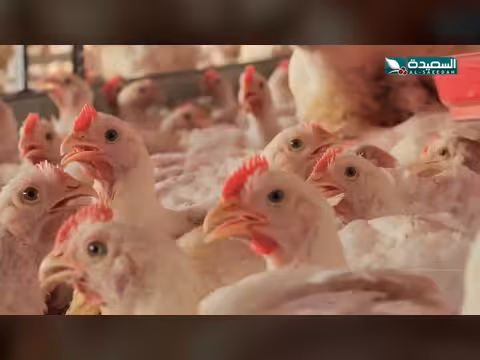 الدواجن في اليمن.. الحقيقة الكاملة بعد الشائعات
