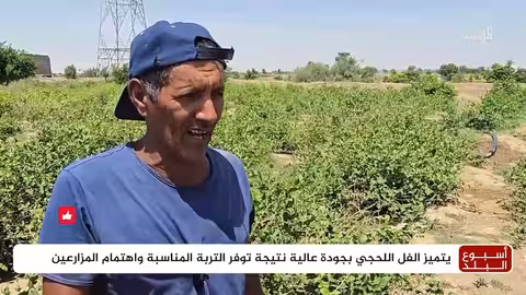 الفل.. من مزارع لحج إلى أعراس كل اليمنيين