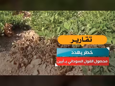 خطر يهدد محصول الفول السوداني في أبين