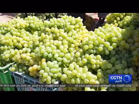 نينغشيا شمال غربي الصين تبدأ موسم حصاد العنب من 1200 هكتار