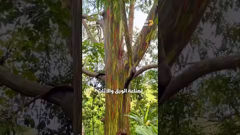 شجرة أوكالبتوس