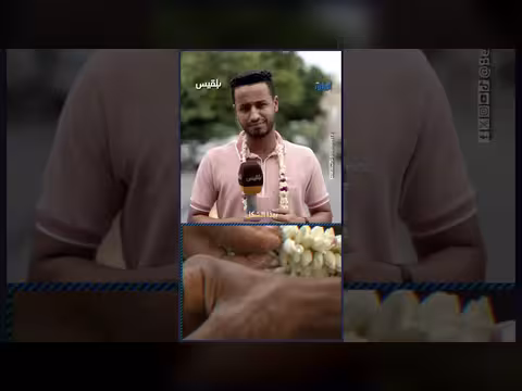 الفل اليمني زهرة الحب والجمال التي تزهر في الصيف - إحاطة