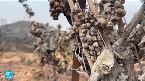 حرائق فرنسا الجنوبية: تقييم الأضرار ودعم المتضررين