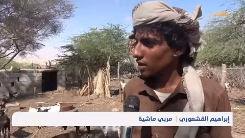 انعدام فرص العمل يجبر شبان مديرية رضوم على تربية الماشية لمواجهة أعباء الحياة تقرير: أبو بكر حسين