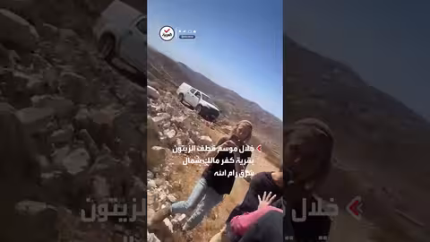 مستوطنون إسرائيليون يهاجمون فلسطينيين أثناء قطف الزيتون برام الله