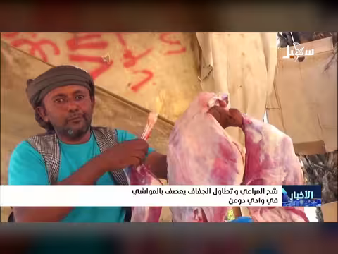 شح المراعي وتطاول الجفاف يعصف بالمواشي في وادي دوعن