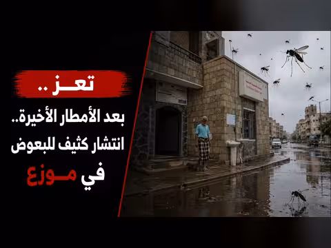 انتشار كثيف للبعوض في موزع بعد الأمطار الأخيرة