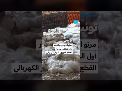 تونس: مربو الدواجن والأبقار يتضررون من قطع التيار الدوري