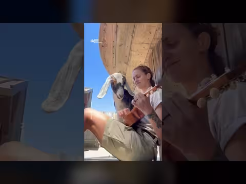 عنزة والتر تستمتع بحفلة موسيقية خاصة مع مدربتها