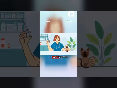 قط جزائري يواجه الترحيل من بلجيكا بسبب مشكلة صحية