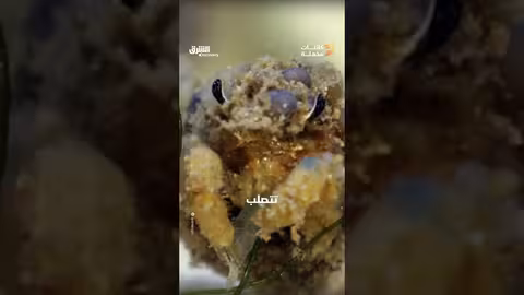 سرطان الديكور