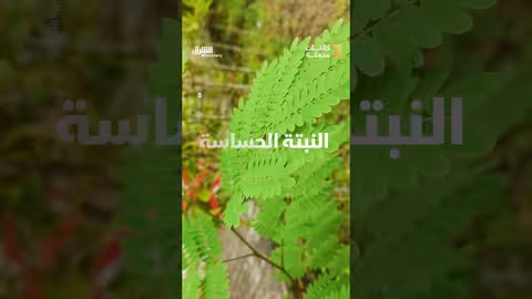 تمتلك ذاكرة تفوق التوقعات