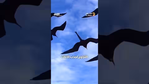 طائر الفرقاط