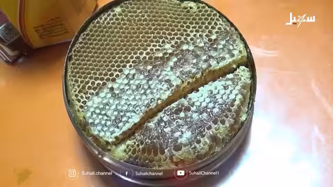موسم جني عسل السدر في شبوة: تقاليد وجودة عالمية