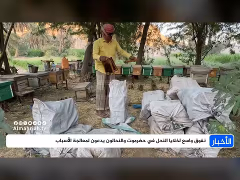 نفوق واسع لخلايا النحل في حضرموت