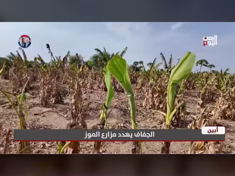الجفاف يهدد مزارع الموز في محافظة أبين