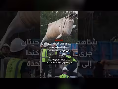 نقل حيتان بيلوغا من كندا إلى الولايات المتحدة
