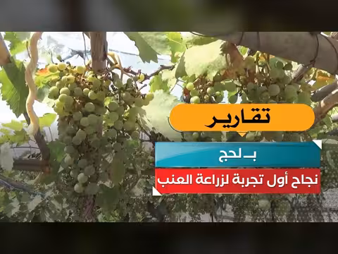 نجاح تجربة زراعة العنب في لحج