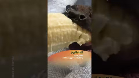 خفاش صغير يتلذذ بقطعة موز بعد إنقاذه
