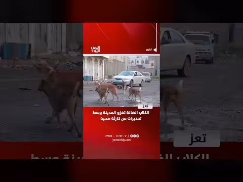 كلاب ضالة تغزو تعز وسط تحذيرات صحية