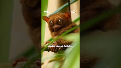 نسخة مصغرة من الأسد